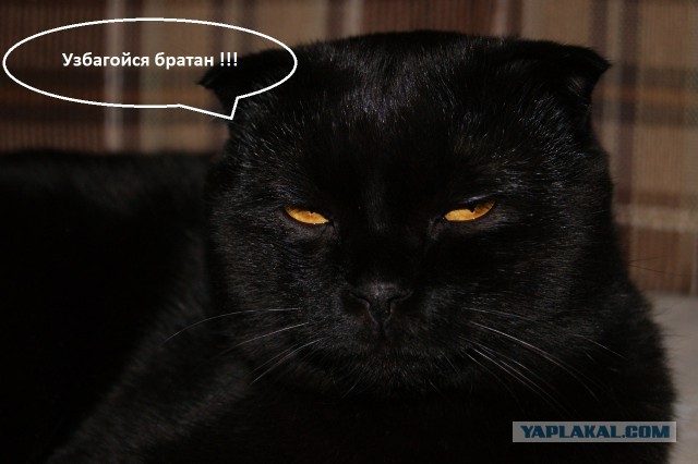 Стоять бояться!