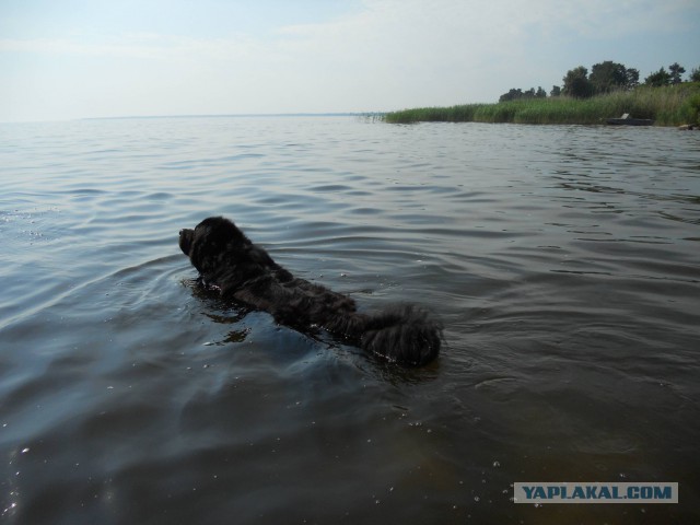 Собакочетверг на 02.01.2014