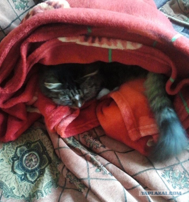Котобудильники.
