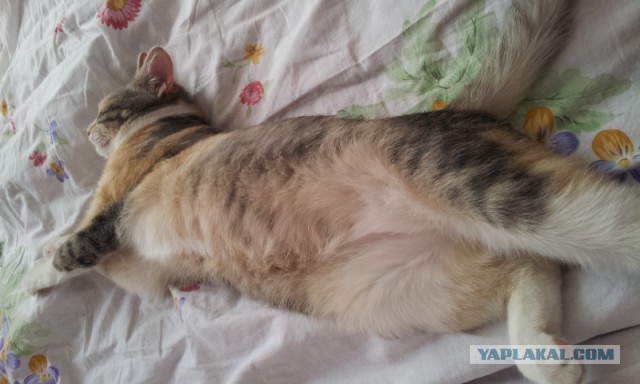 Котовторник 01.04.2014