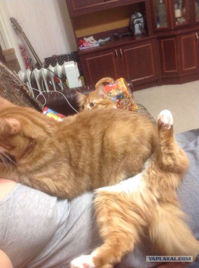 Котовторник 01.04.2014