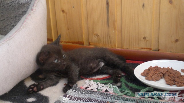 Новая жизнь