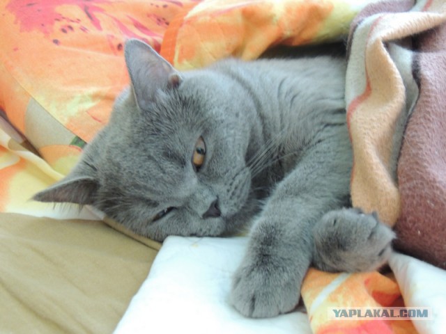 Котовторник 24.06.2014