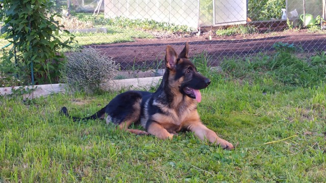 Кормит бультерьера