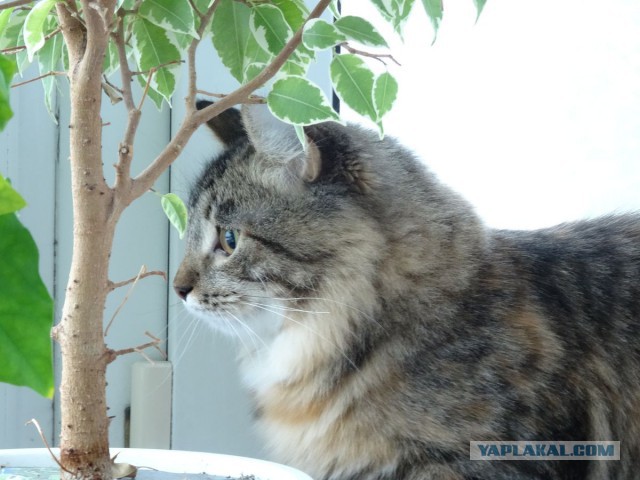 Котовторник 21.10.2014