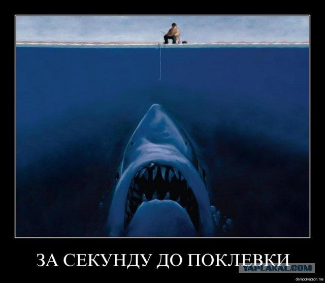 Что видит жертва акулы в последние секунды
