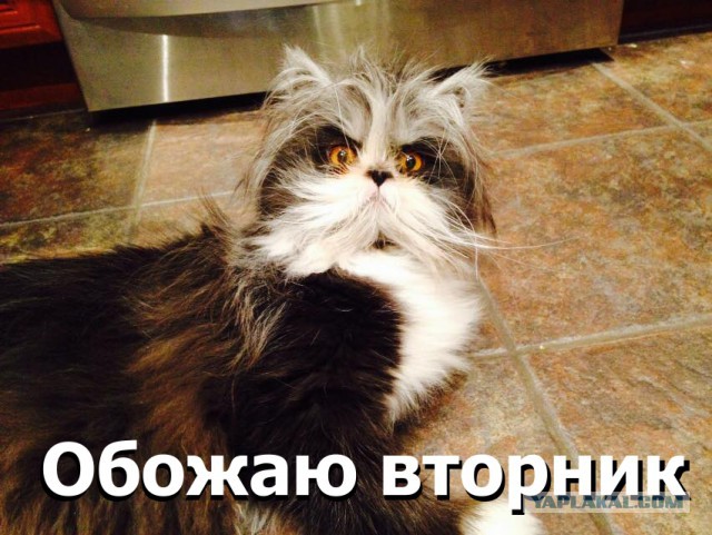 Котовторник