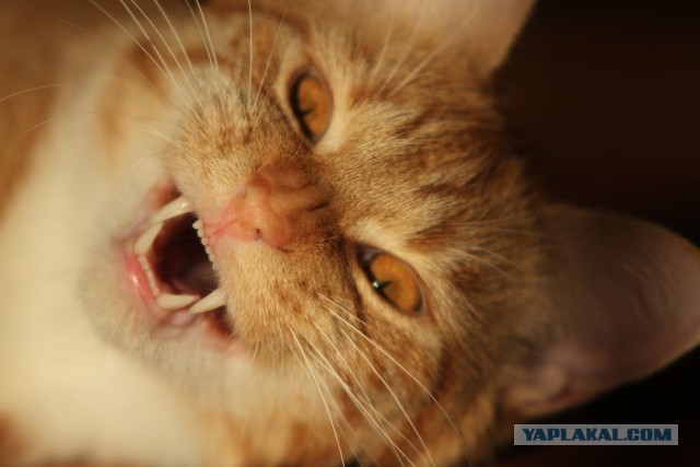 Котовторник 12.03.13