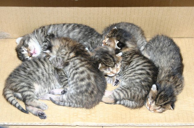 Котовторник