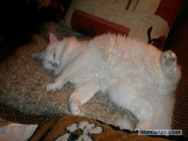 Котовторник 03.11.2015