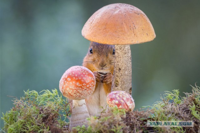 Подборка картинок 29.02.16