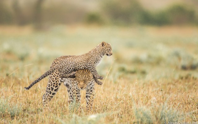 Леопардик Поли