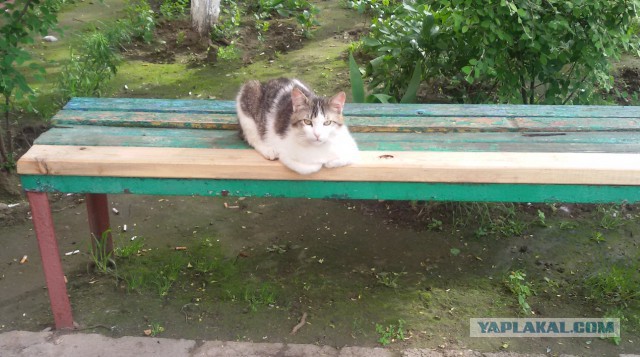 Ваши фотки котов на телефон