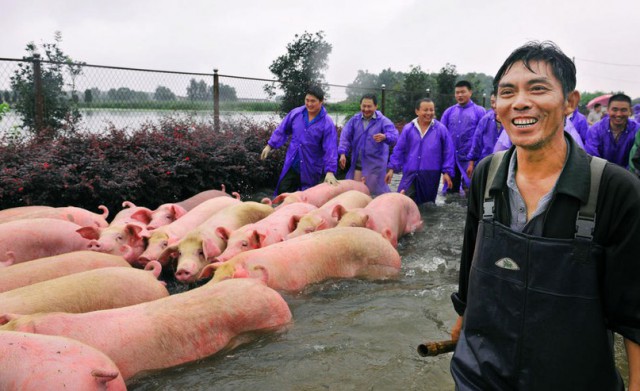 3000 свиней были спасены от наводнения