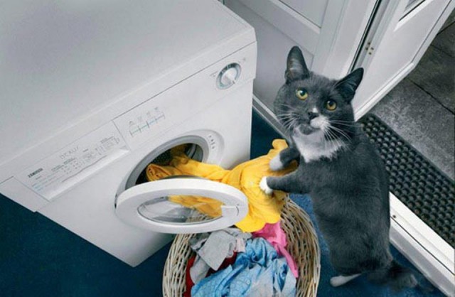 Коты из сети