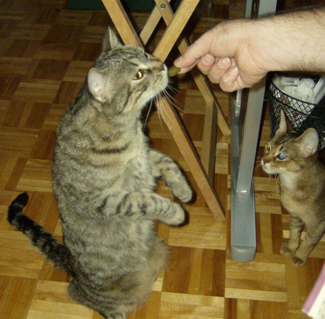 Коты из сети