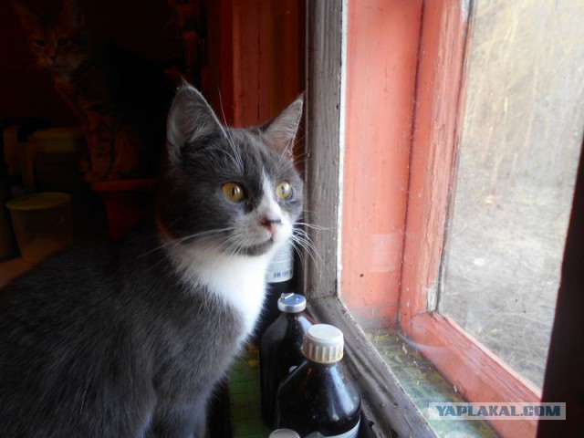 Жизнь домашнего приюта для котеек 156