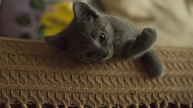 Котовторник