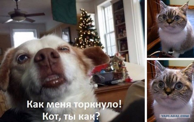 25 коварных кошек, задумавших тайно убить своих хозяев