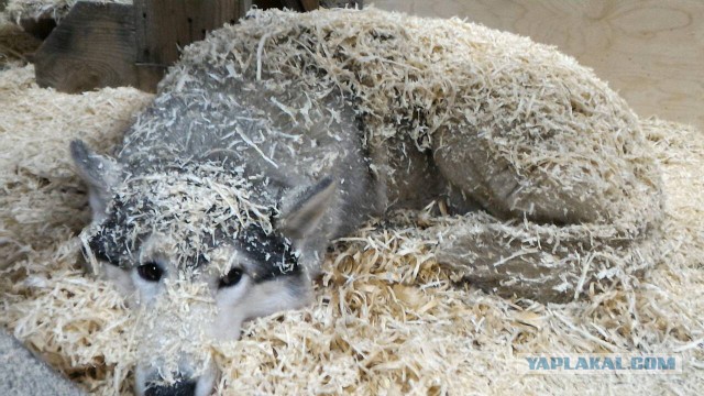 Как мы с другом собачью будку запилили..