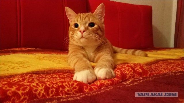 Хозяева выбрасывали кота в подъезд и лупили, но я решил их за это проучить