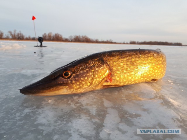 ЯПКулинарии 12 лет