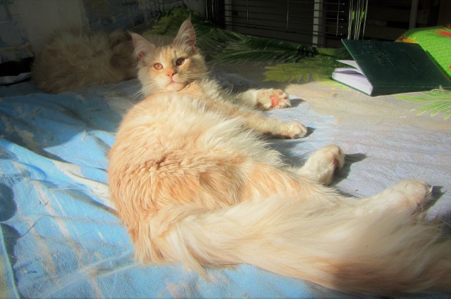 Котовторник 27.03.2018