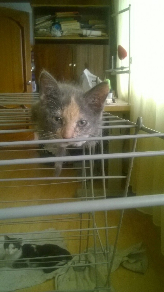Кот без прикрас