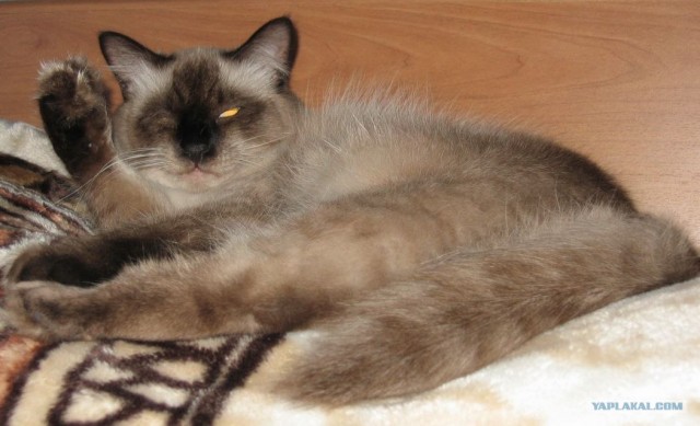Котовторник  на  ЯПлакалъ