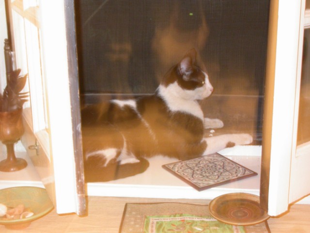 Котовторник в Египте