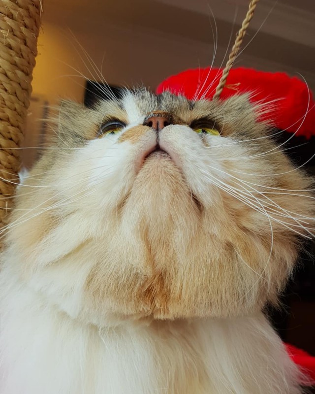 Прикольных котов пост