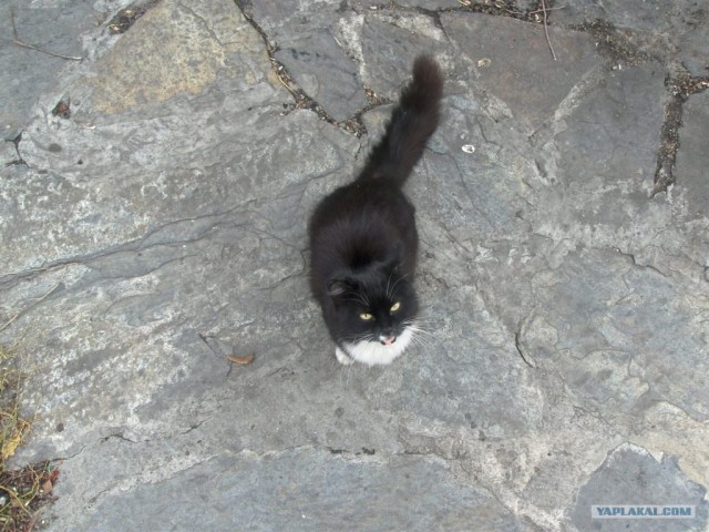 Котовторник!