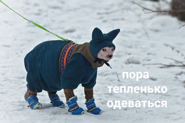 Немного странного юмора на вечер