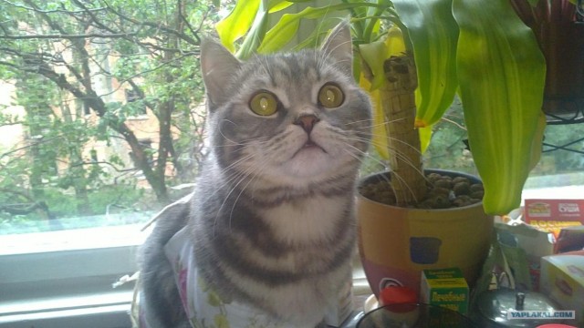 Котовторник, для любителей кошек