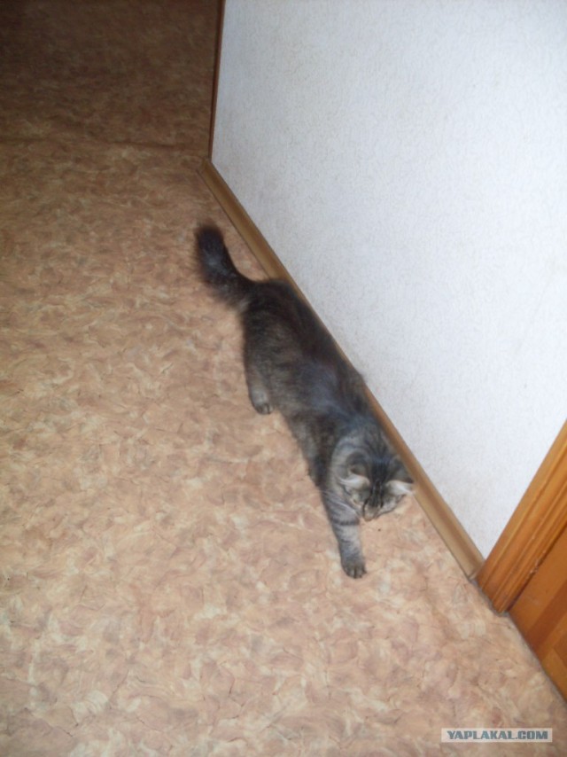 Котовторник: Кошки и ягнёнок