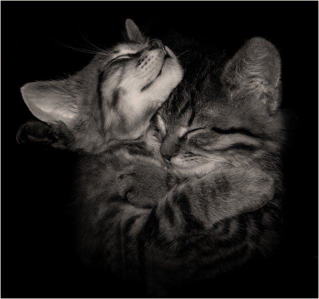 Сонный Котовторник