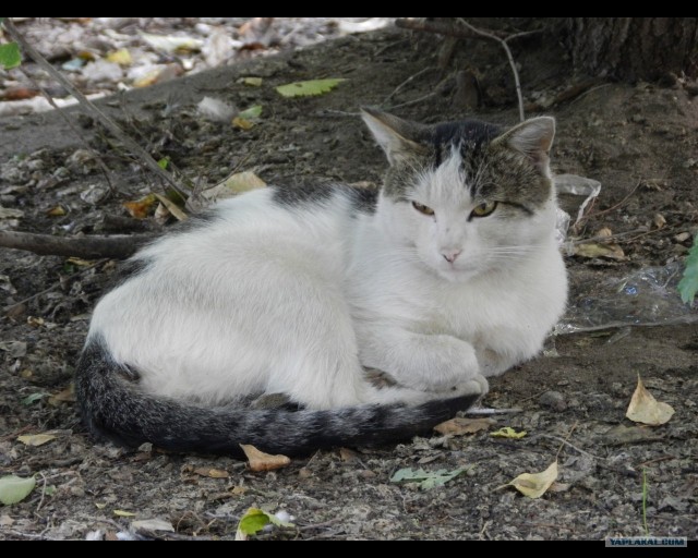 Котовторник 06.09.11