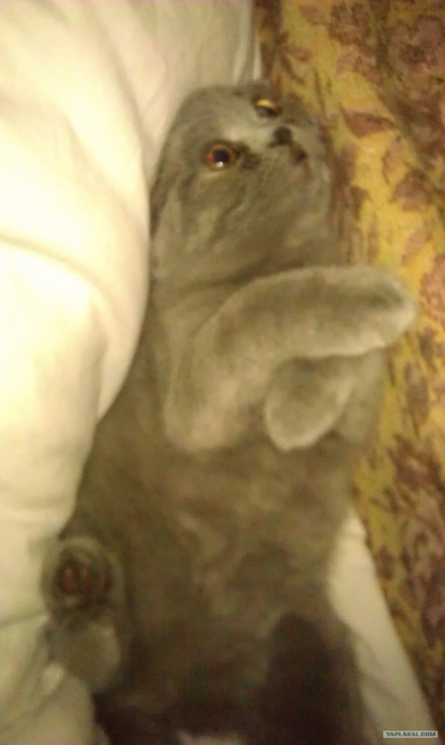 Котовторник так котовторник!