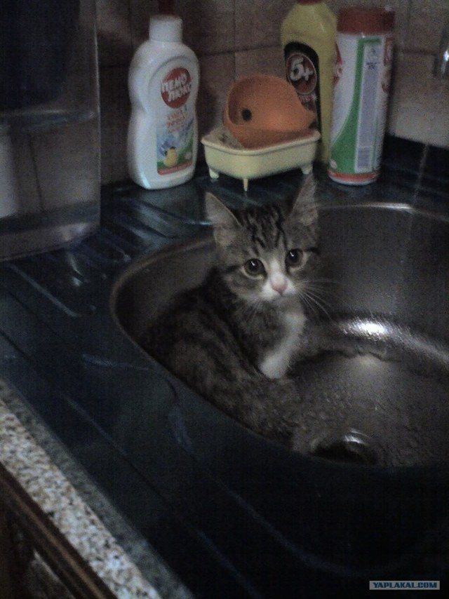 Котовторник 22.11.11