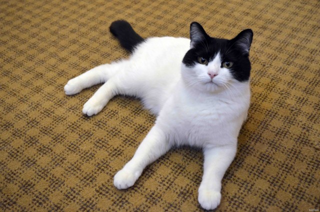 Котовторник (24. 01. 2012 )