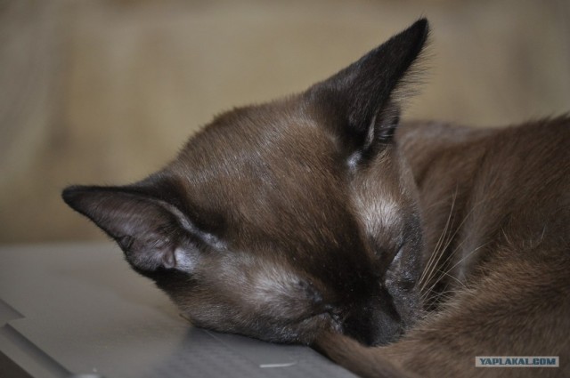 Котовторник (14.02.2012)