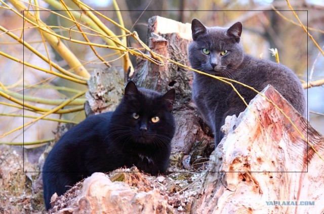 КОТОВТОРНИК (6.03.2012)