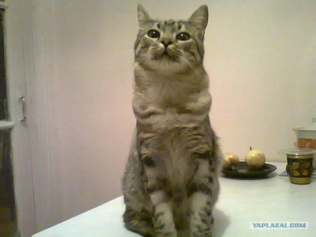 Котовторник! 13.03.2012