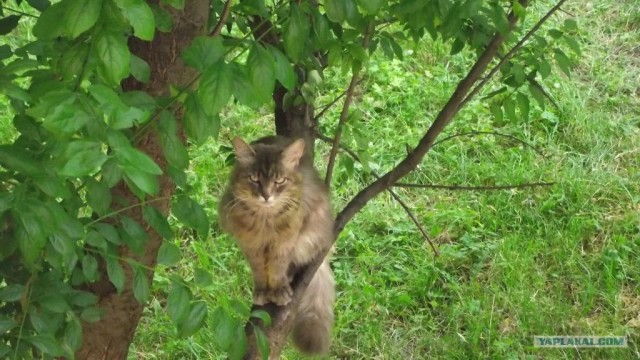 Котовторник   5.06.2012