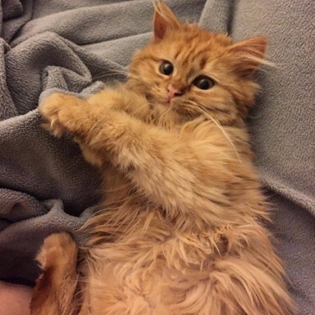 Прикольных котов пост