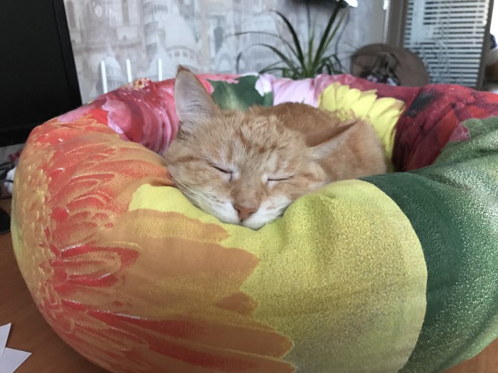 С Днём кошки!