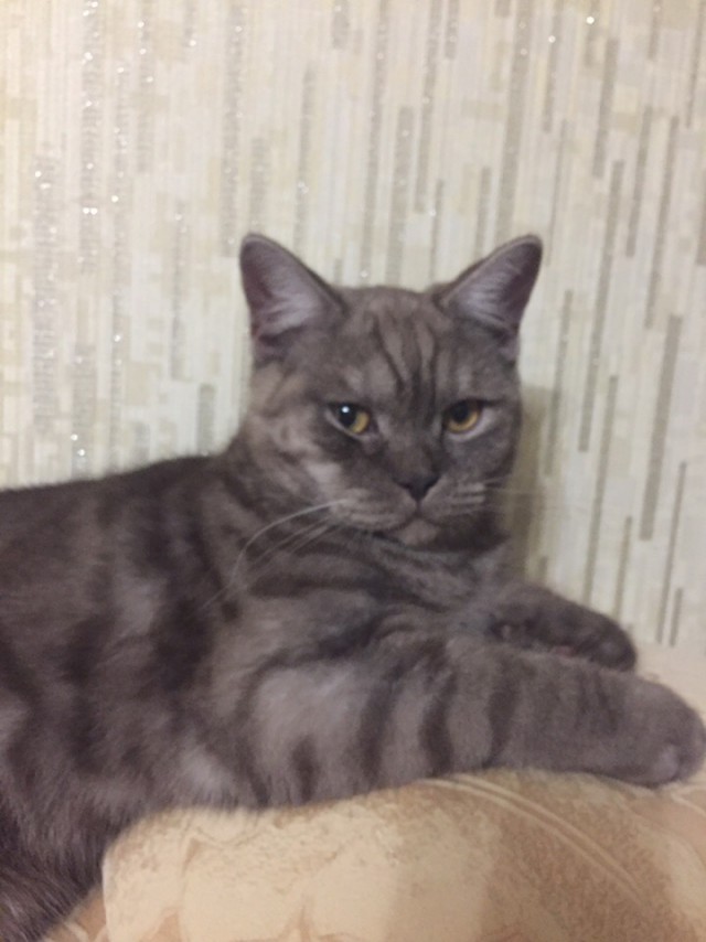 Забавные фото котеек