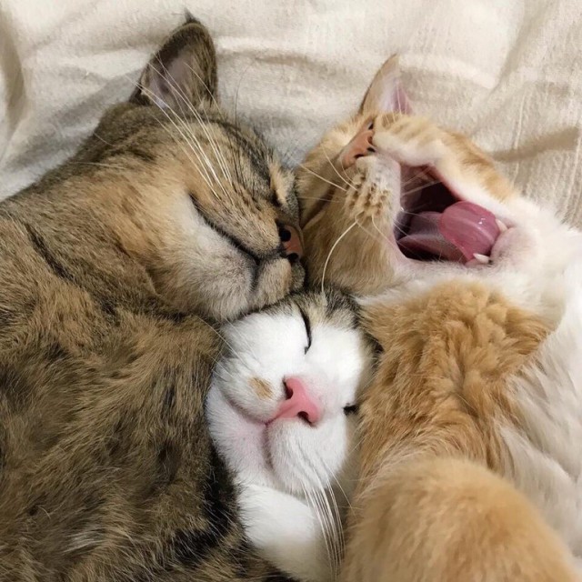Котовторник однако