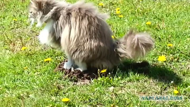 Парашют для крота