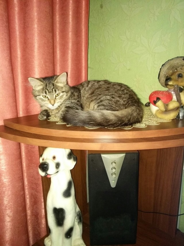 Забавные фото котеек